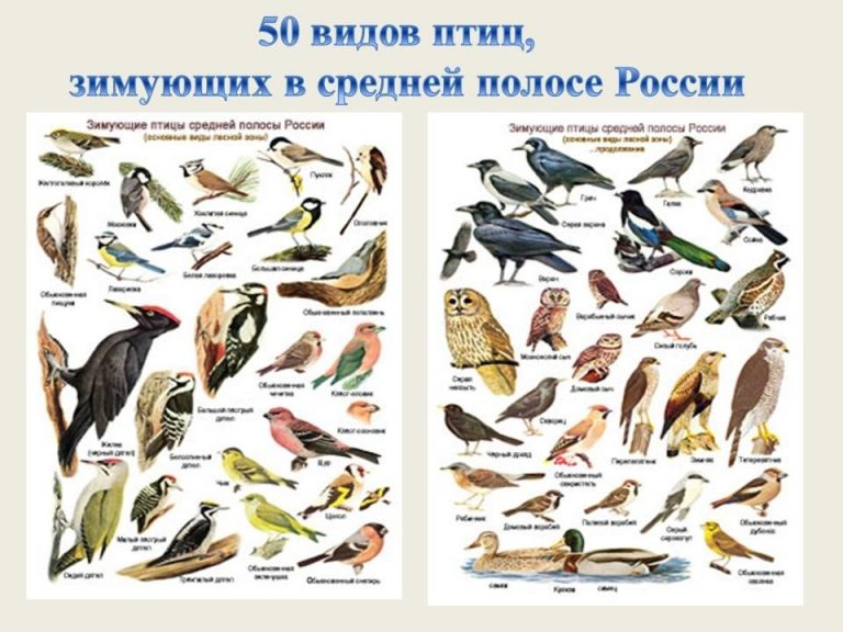 Птицы пензенской области фото с названиями