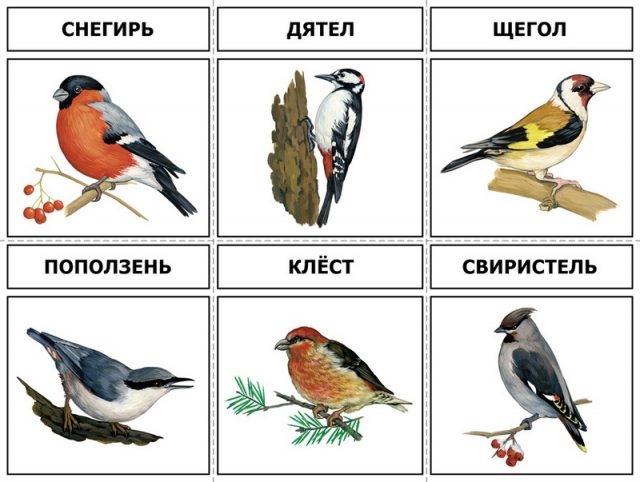 Птицы нашей полосы фото название