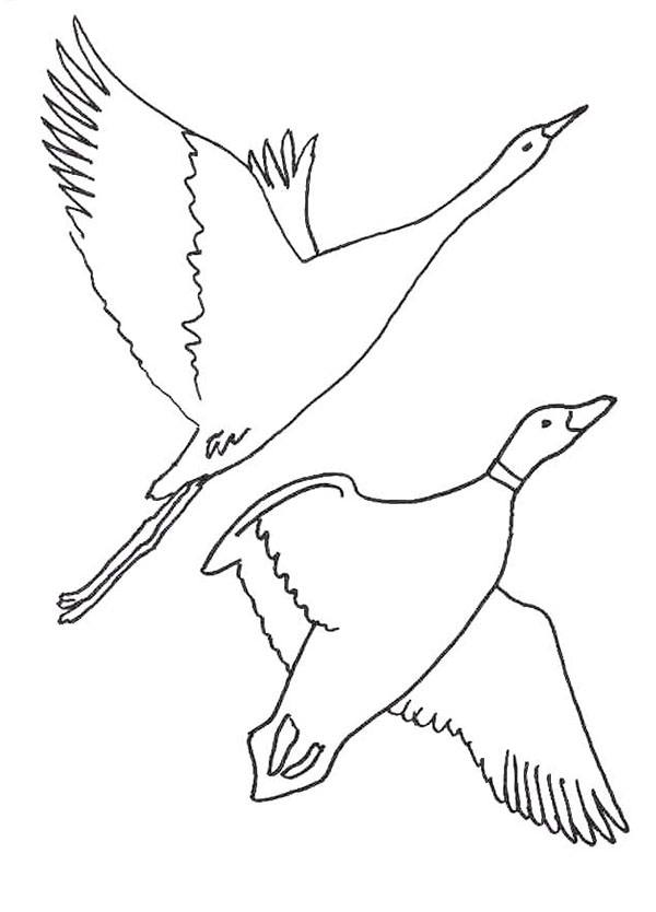 Рисуем перелетных птиц с детьми   рисунки 021