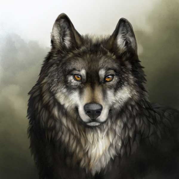 Рисунки волка воющего на луну   подборка 006
