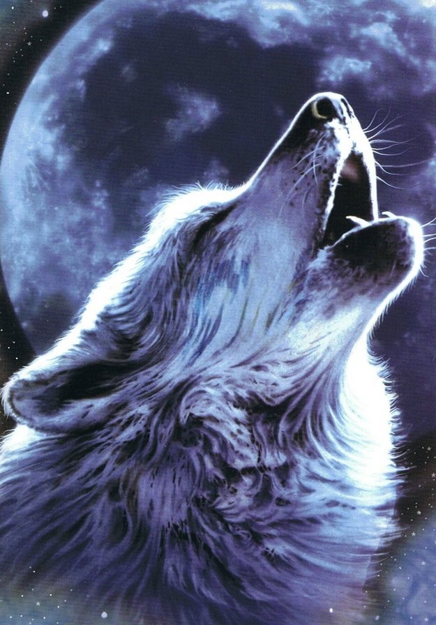 Рисунки волка воющего на луну   подборка 026
