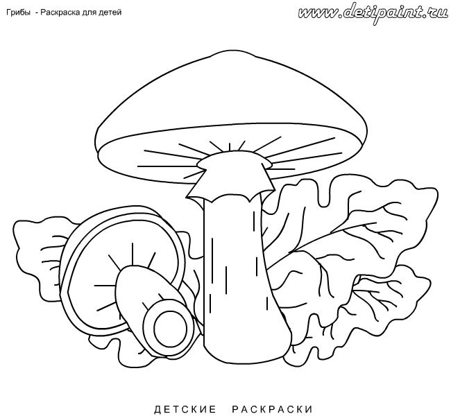 Рисунки грибов для детей с названиями раскраски002