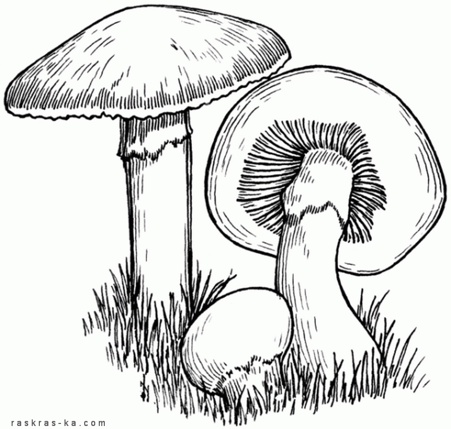 Рисунки грибов для детей с названиями раскраски004