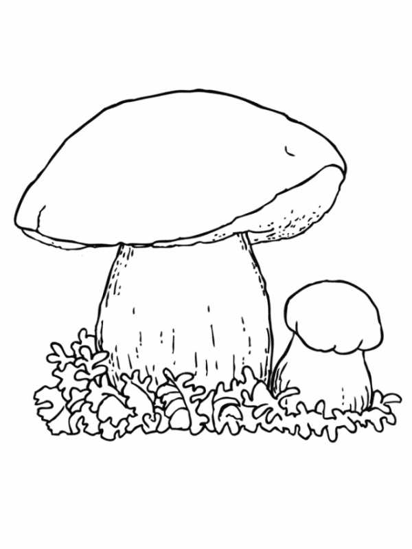 Рисунки грибов для детей с названиями раскраски008
