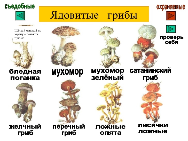Рисунки грибов для детей с названиями раскраски009