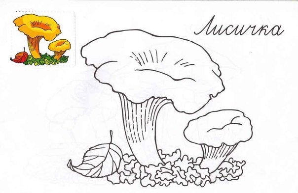 Рисунки грибов для детей с названиями раскраски019