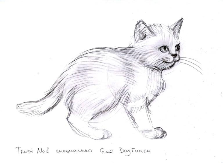 Рисунки котов карандашом картинки002