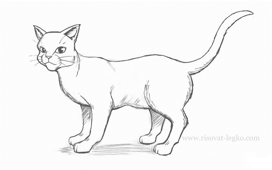 Рисунки котов карандашом картинки006