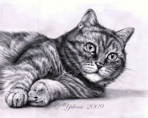 Рисунки котов карандашом картинки008