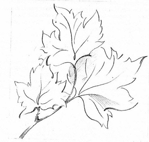 Рисунок карандашом осень листья 017