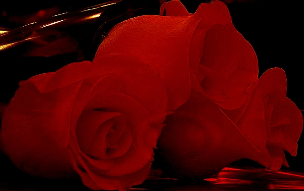 Розы блестящие скачать бесплатно   картинки 012