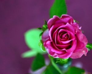 Розы красивые картинки обои   подборка (20)