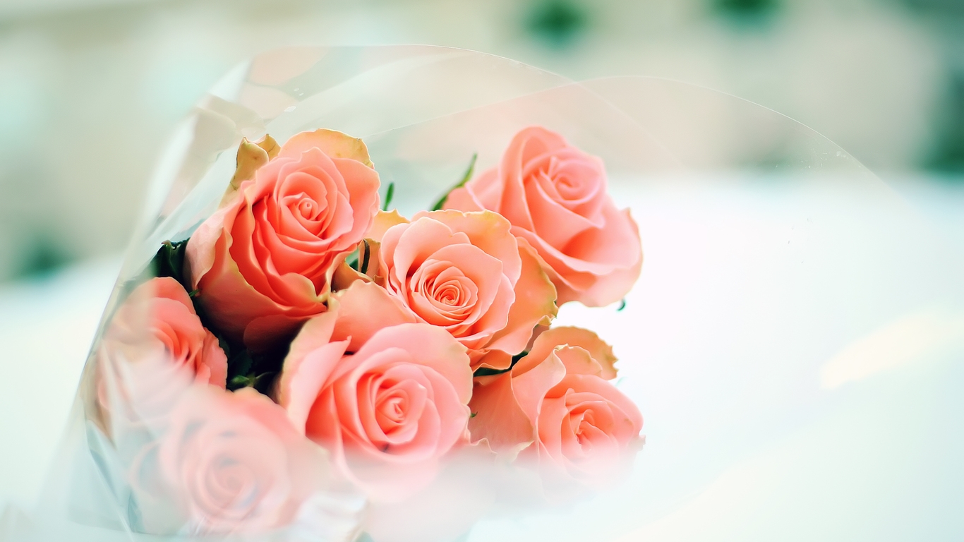Розы красивые картинки обои   подборка (9)
