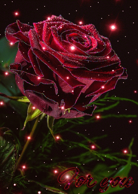 Самые красивые розы букет цветов   подборка020