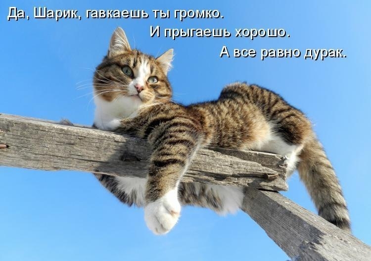 Смешные кошки с надписями   прикольные фото (14)