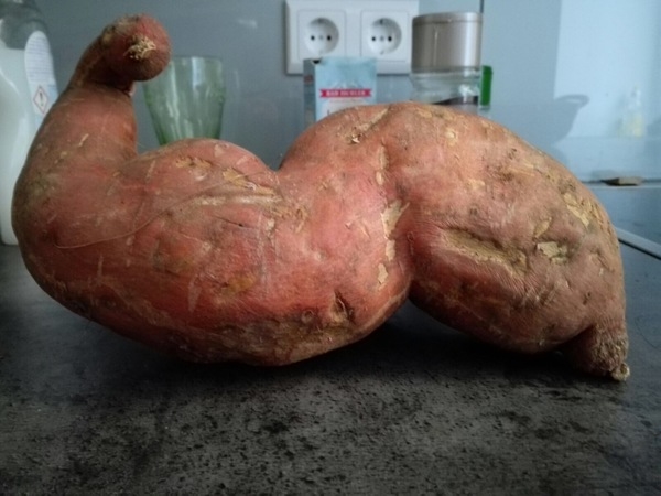 Смешные фото про картошку   очень веселые018