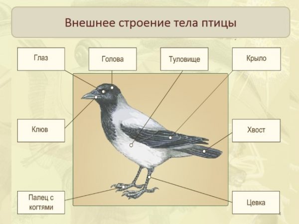 Сделайте рисунок и подпишите части тела птицы