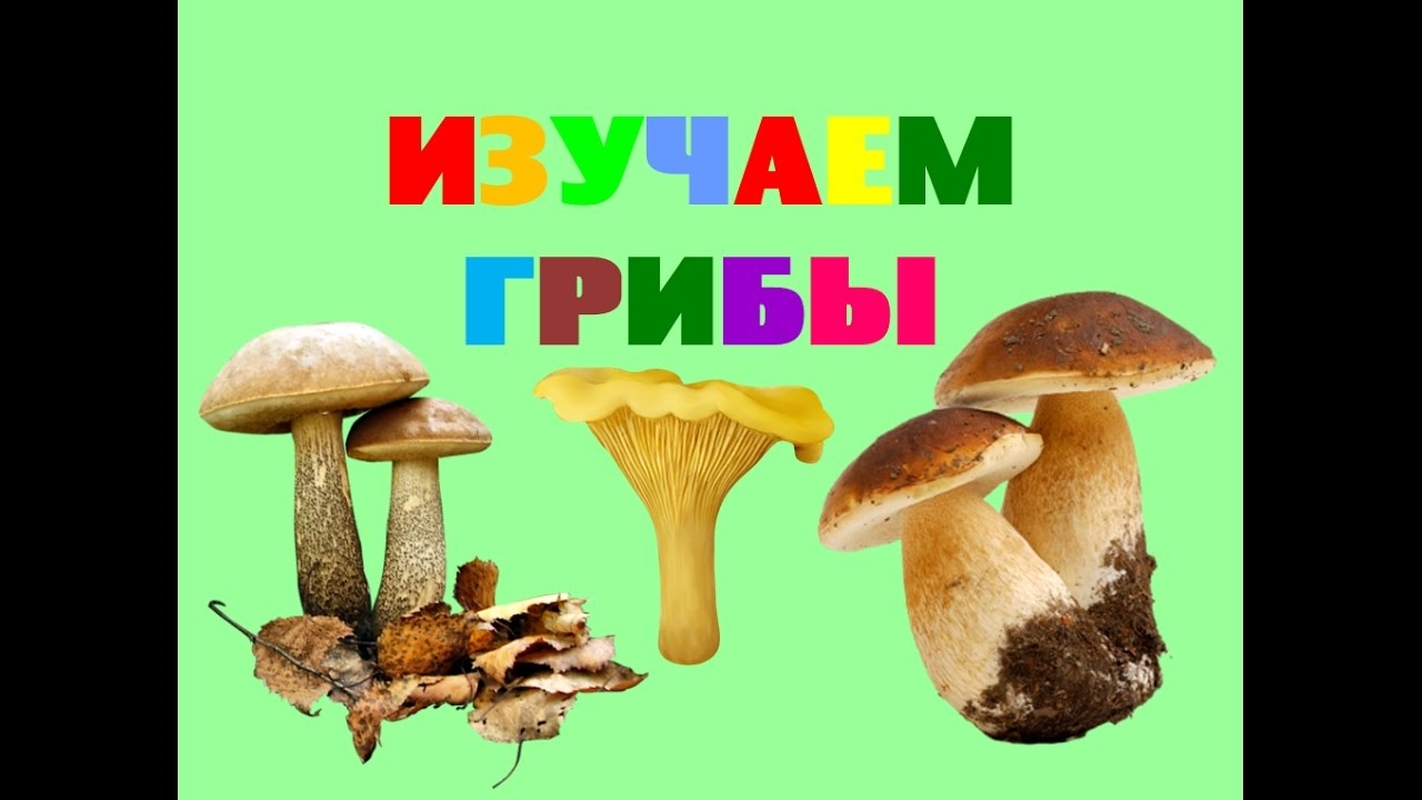 Съедобные грибы   фото с названиями для детей (10)