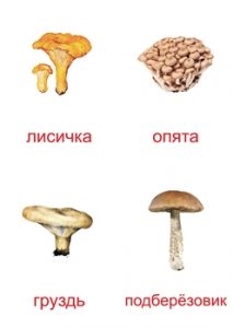 Съедобные грибы   фото с названиями для детей (12)
