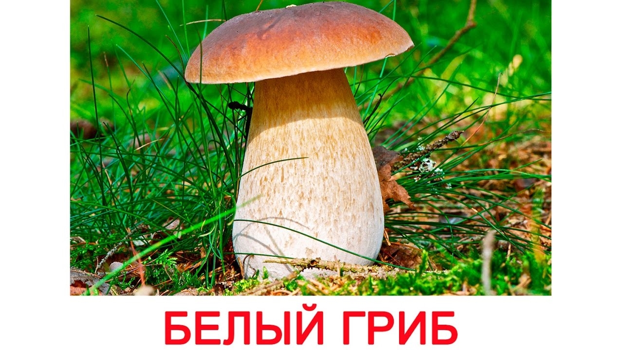 Съедобные грибы   фото с названиями для детей (14)