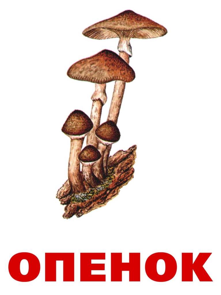 Съедобные грибы   фото с названиями для детей (19)