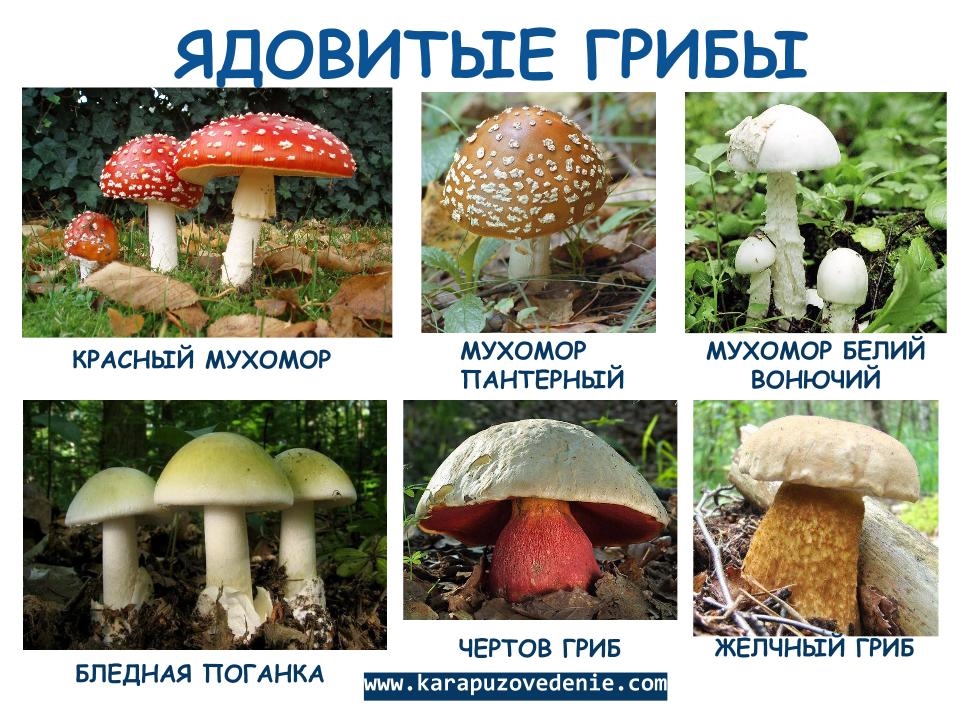 Съедобные грибы   фото с названиями для детей (24)