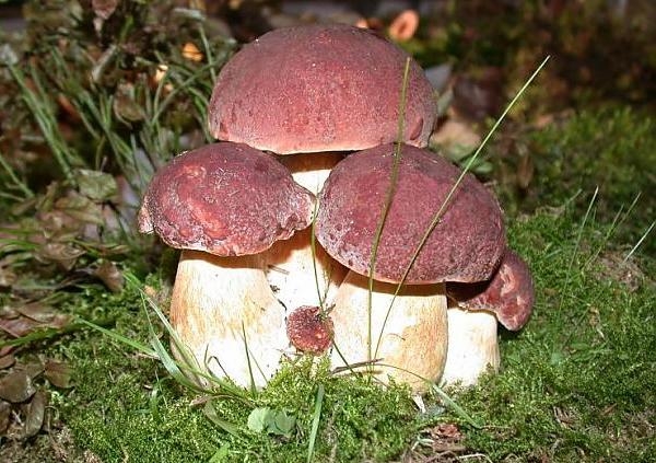 Съедобные грибы   фото с названиями для детей (27)