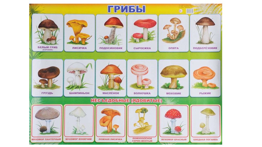 Съедобные и несъедобные грибы   карточки для детей (13)