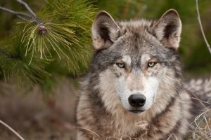 Тамбовский волк картинки и фото026