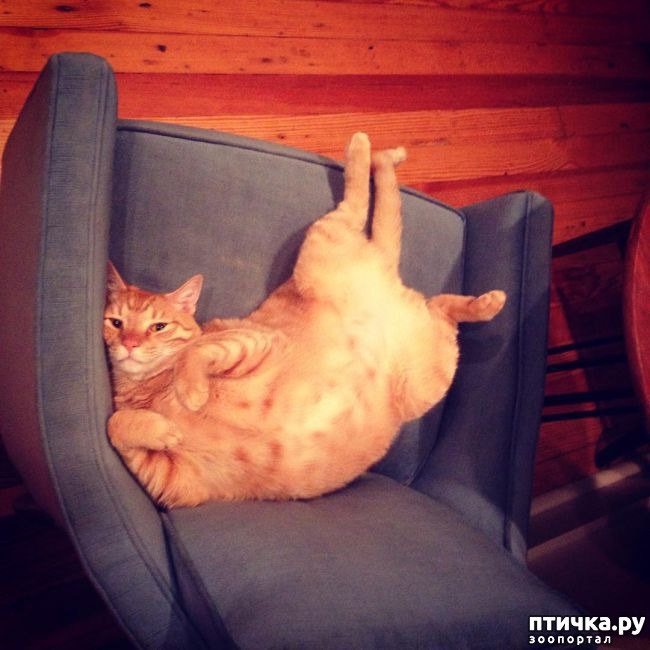 Толстый сфинкс фото кошки   подборка 012