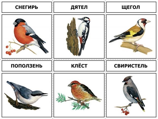 Уральские птицы фото и названия   подборка 002