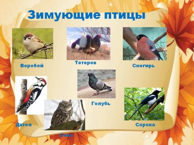 Уральские птицы фото и названия   подборка 014