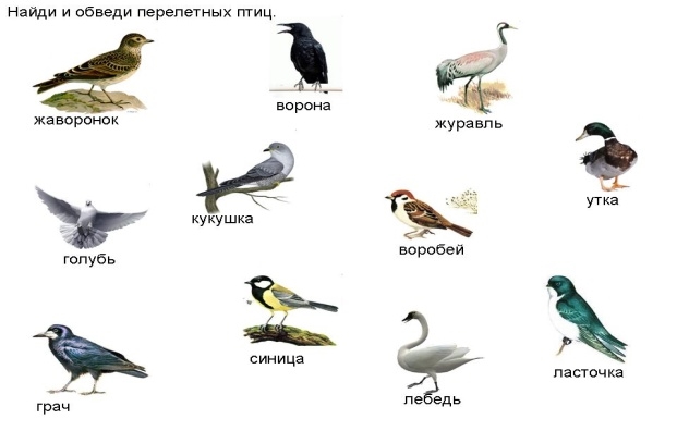 Уральские птицы фото и названия   подборка 023