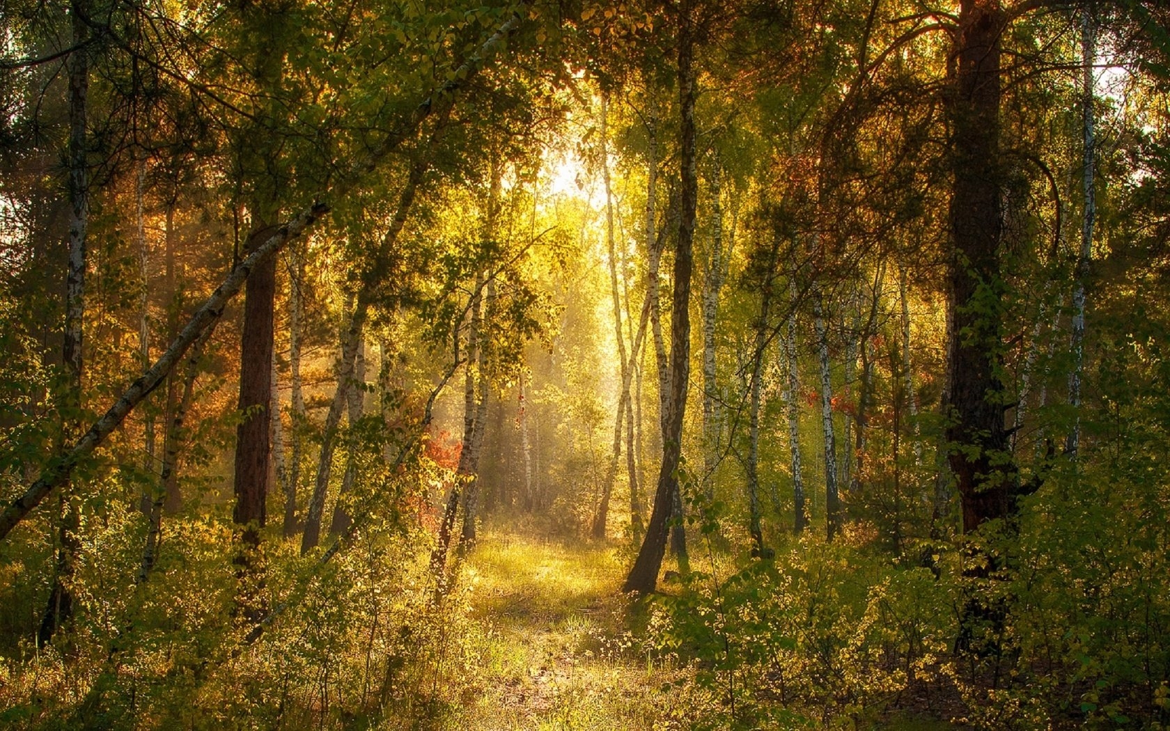 Фото утро в лесу летом