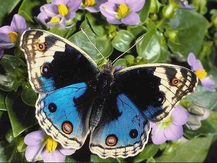 Фото бабочек красивых с названиями 001