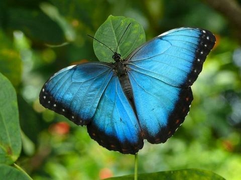 Фото бабочек красивых с названиями 007