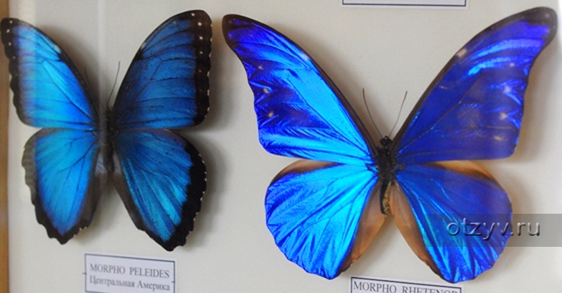 Фото бабочек красивых с названиями 013