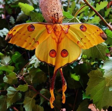 Фото бабочек красивых с названиями 016