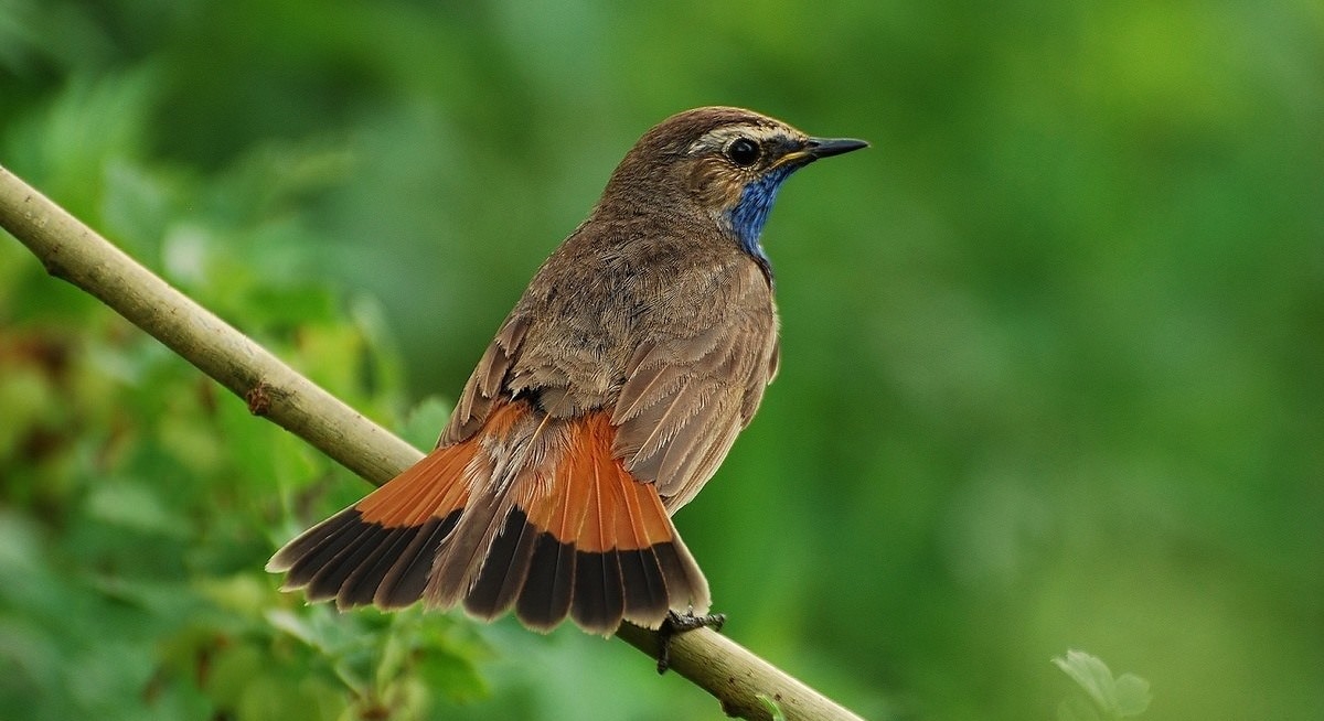 Птицы центрального черноземья фото и название