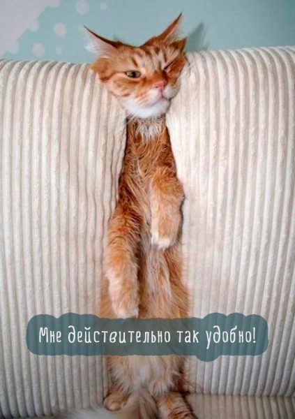 Картинка котик на диване