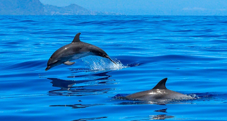 Фото море и дельфины   подборка 001