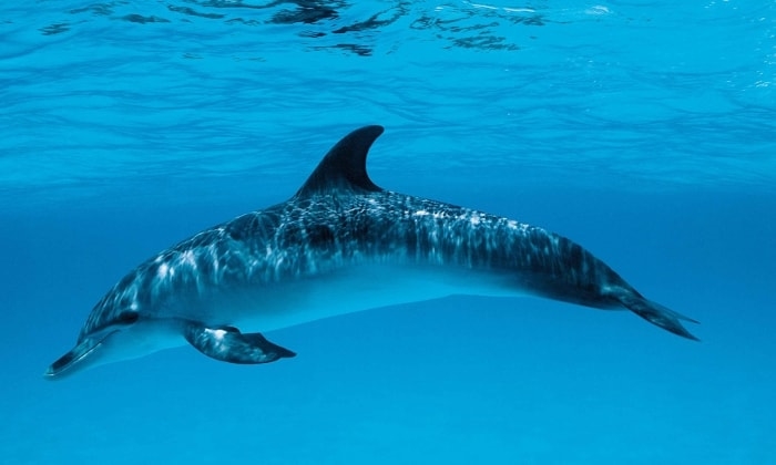 Фото море и дельфины   подборка 007