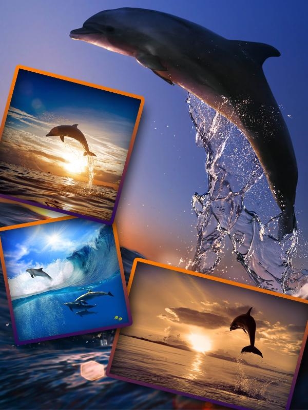 Фото море и дельфины   подборка 008
