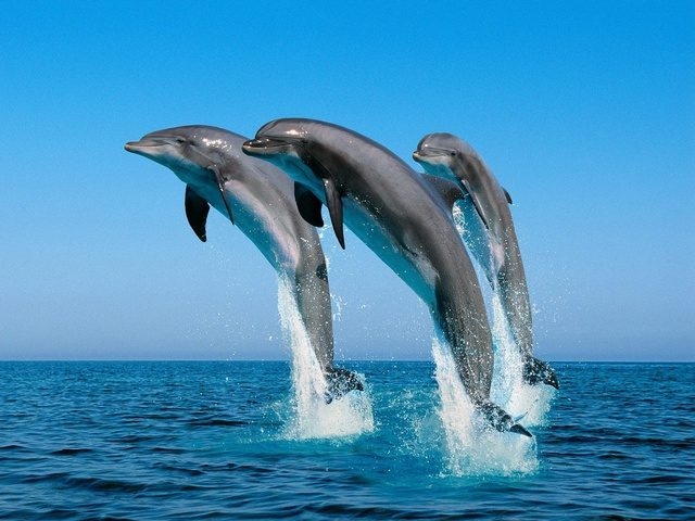 Фото море и дельфины   подборка 012