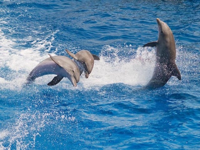Фото море и дельфины   подборка 016