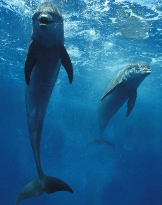 Фото море и дельфины   подборка 017