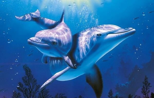 Фото море и дельфины   подборка 021