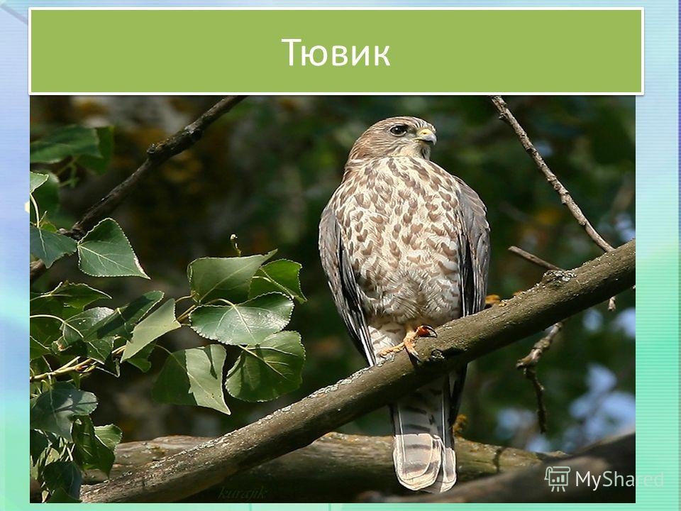 Фото птицы Ставропольского края   картинки и названия (28)