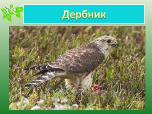 Фото птицы Ставропольского края   картинки и названия (7)