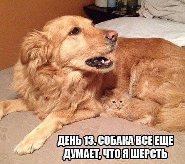 Фотографии про кошек смешные и прикольные003